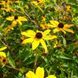 Рудбекия трёхлопастная семена, Rudbeckia triloba seeds 3