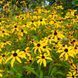 Рудбекия трёхлопастная семена, Rudbeckia triloba seeds 2
