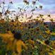 Рудбекия трёхлопастная семена, Rudbeckia triloba seeds 5