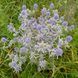 Синеголовник плосколистный семена, Eryngium planum seeds 3