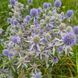 Синеголовник плосколистный семена, Eryngium planum seeds 1