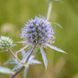Синеголовник плосколистный семена, Eryngium planum seeds 2