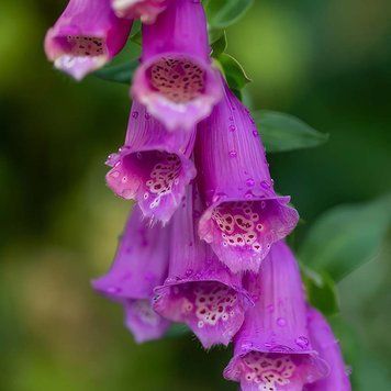 Наперстянка пурпурная семена, Digitalis purpurea seeds