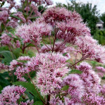 Посконник пурпурный семена, Eutrochium purpureum seeds