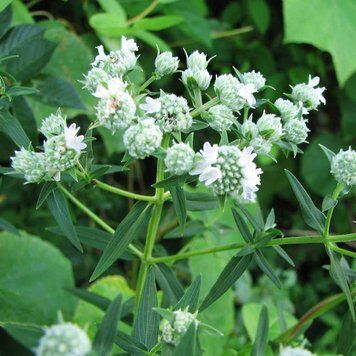 Пикнантемум виргинский семена, Pycnanthemum virginianum seeds