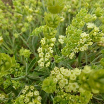 Железница крымская семена, Sideritis taurica seeds