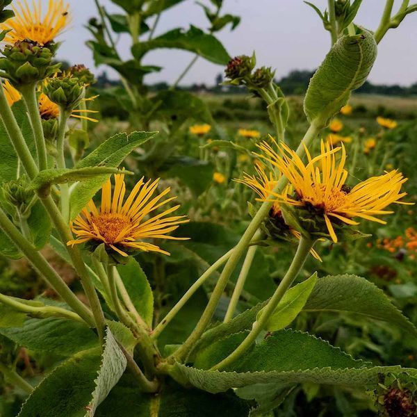 Девясил высокий растение, Inula helenium