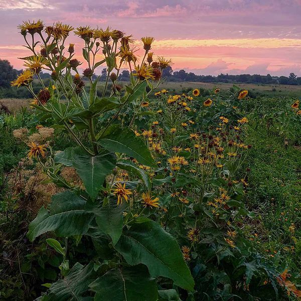 Девясил высокий растение, Inula helenium