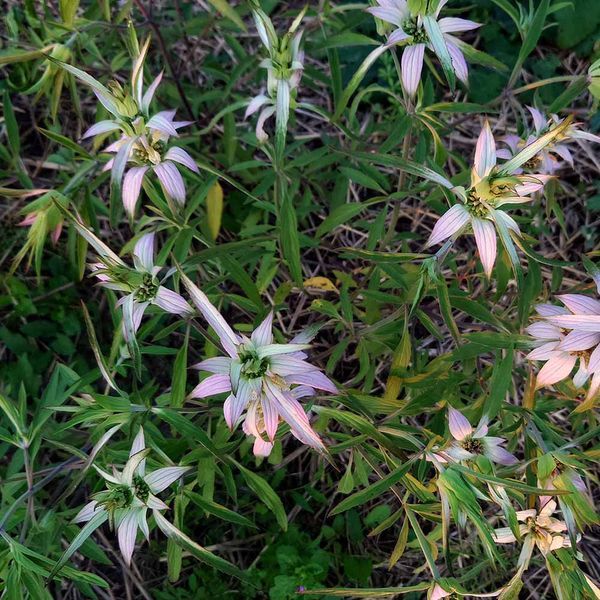 Монарда точечная семена, Monarda punctata seeds