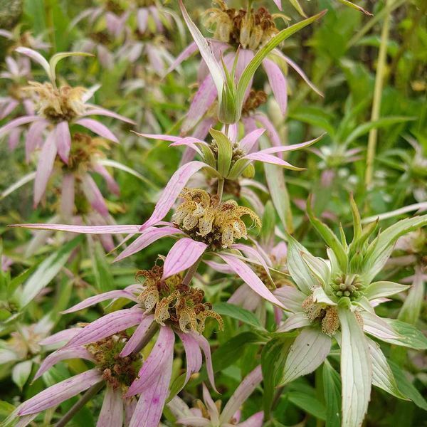 Монарда точечная семена, Monarda punctata seeds