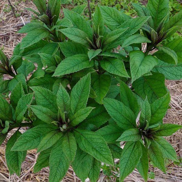 Посконник пурпурный семена, Eutrochium purpureum seeds