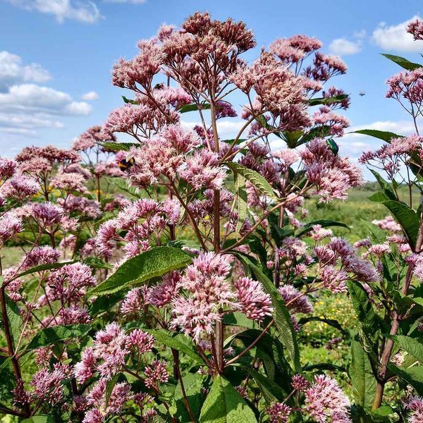 Посконник пурпурный семена, Eutrochium purpureum seeds