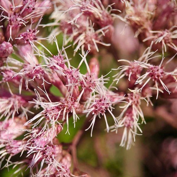 Посконник пурпурный семена, Eutrochium purpureum seeds