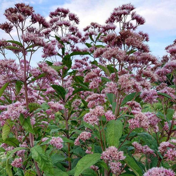 Посконник пурпурный семена, Eutrochium purpureum seeds