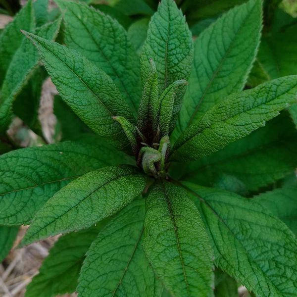 Посконник пурпурный семена, Eutrochium purpureum seeds
