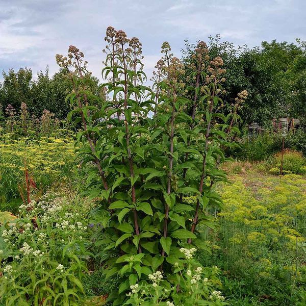 Посконник пурпурный семена, Eutrochium purpureum seeds