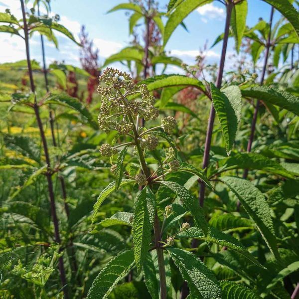 Посконник пурпурный семена, Eutrochium purpureum seeds