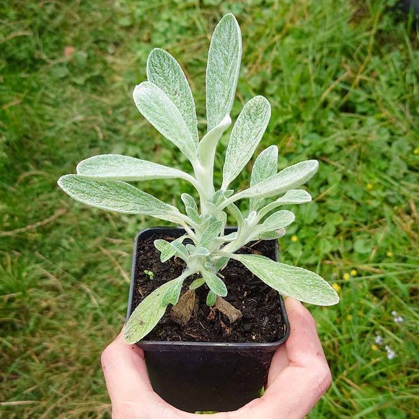 Загойник кримський насіння, Sideritis taurica seeds