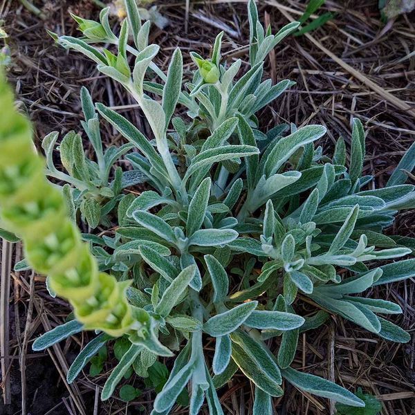 Загойник кримський насіння, Sideritis taurica seeds