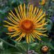 Девясил высокий растение, Inula helenium 1