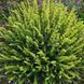 Загойник кримський насіння, Sideritis taurica seeds 3