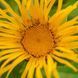 Девясил высокий растение, Inula helenium 4