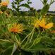 Девясил высокий растение, Inula helenium 2