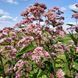 Посконник пурпурный семена, Eutrochium purpureum seeds 7
