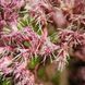 Посконник пурпурный семена, Eutrochium purpureum seeds 5