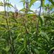 Посконник пурпурный семена, Eutrochium purpureum seeds 4