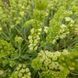 Загойник кримський насіння, Sideritis taurica seeds 1