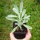 Загойник кримський насіння, Sideritis taurica seeds 4