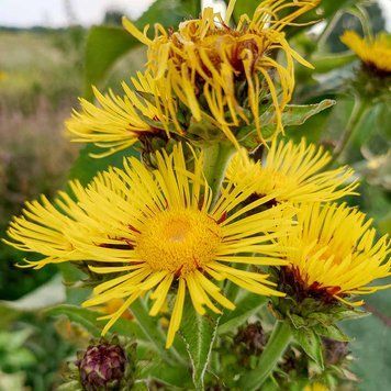 Девясил кистевидный семена, Inula racemosa seeds