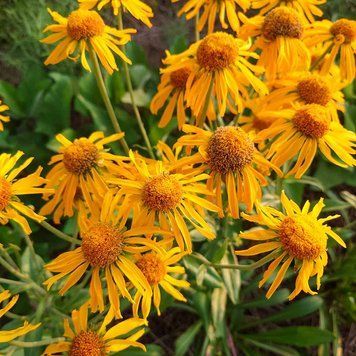Гелениум хупа семена, Helenium hoopesii seeds