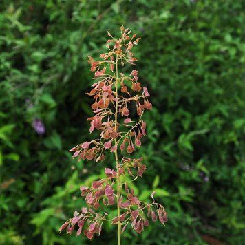 Маклея дрібноплода насіння, Macleaya microcarpa seeds