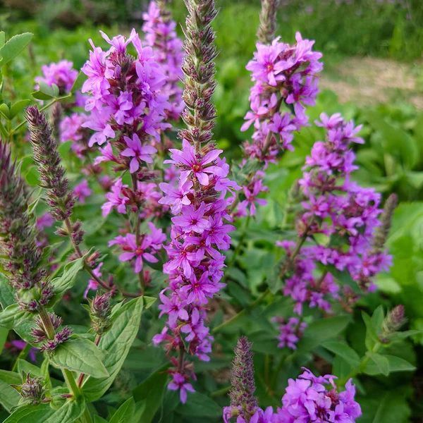 Плакун верболистий насіння, Lythrum salicaria seeds