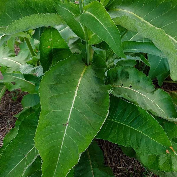 Девясил кистевидный семена, Inula racemosa seeds