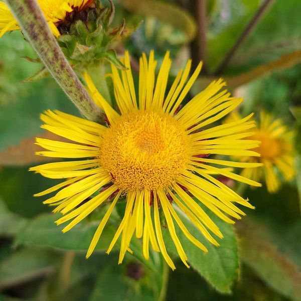 Девясил кистевидный семена, Inula racemosa seeds