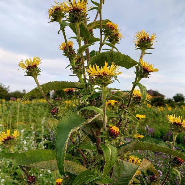 Девясил кистевидный семена, Inula racemosa seeds