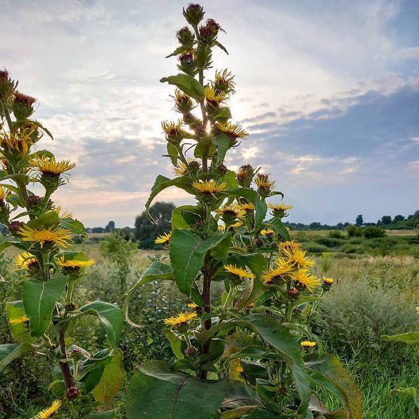 Девясил кистевидный семена, Inula racemosa seeds