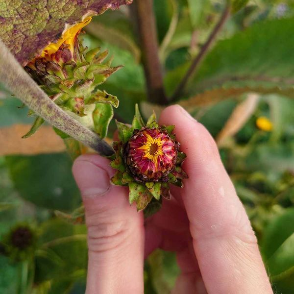 Девясил кистевидный семена, Inula racemosa seeds