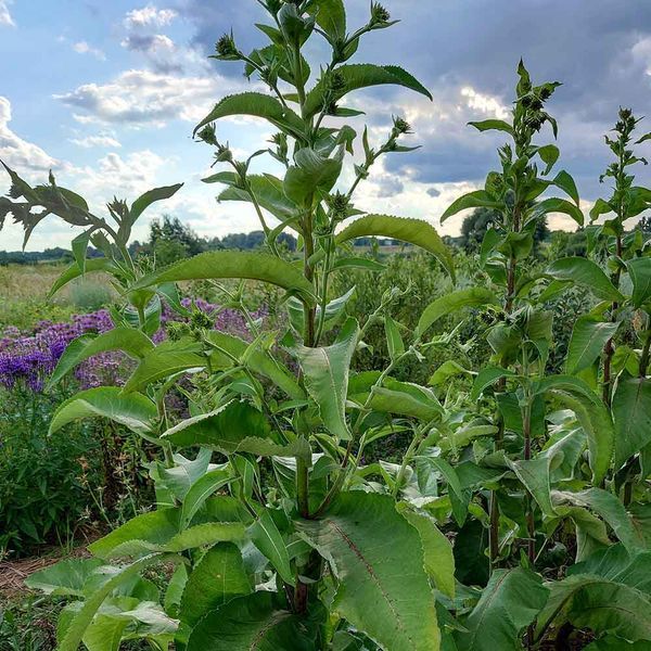 Девясил кистевидный семена, Inula racemosa seeds