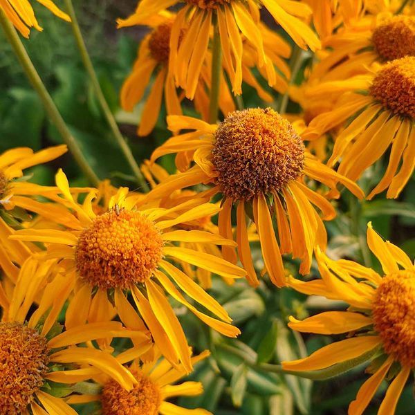 Гелениум хупа семена, Helenium hoopesii seeds