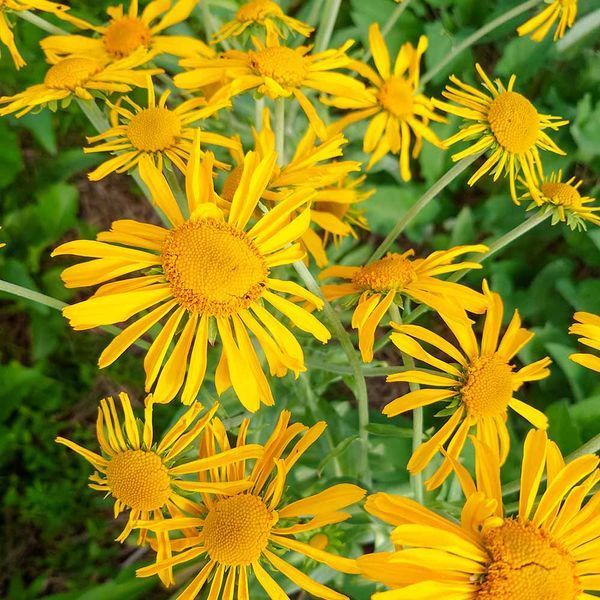 Гелениум хупа семена, Helenium hoopesii seeds