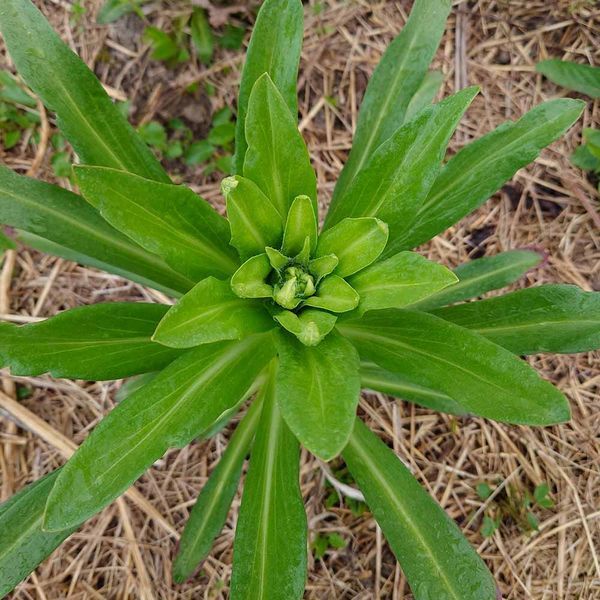Гелениум хупа семена, Helenium hoopesii seeds