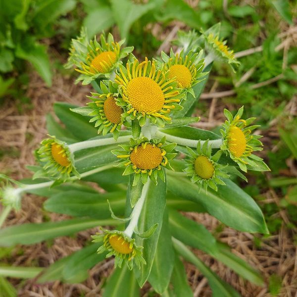Гелениум хупа семена, Helenium hoopesii seeds