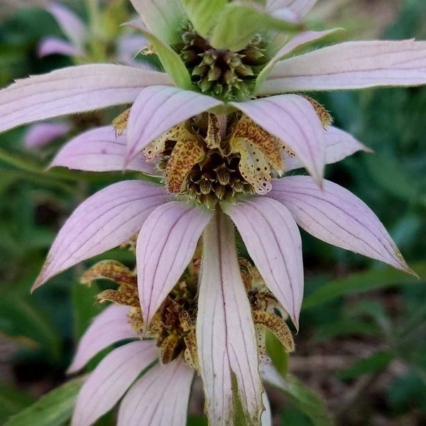 Монарда плямиста рослина, Monarda punctata