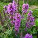 Плакун верболистий насіння, Lythrum salicaria seeds 2