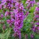 Плакун верболистий насіння, Lythrum salicaria seeds 1