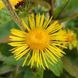 Девясил кистевидный семена, Inula racemosa seeds 4